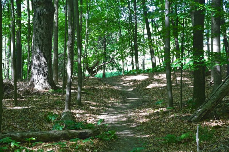 Luton Park Mountain Biking Trails